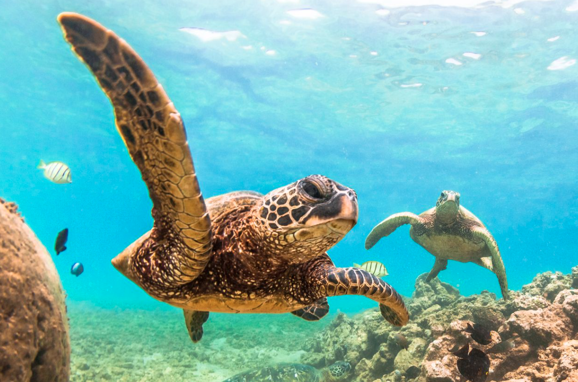 Snorkel with the Turtles