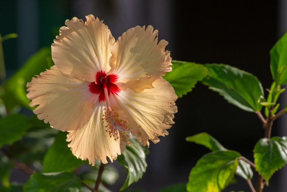 Yellow hibiscus flower on Oahu